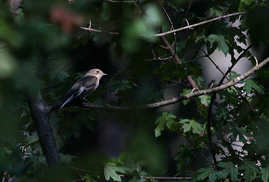 European Pied Flycatcher