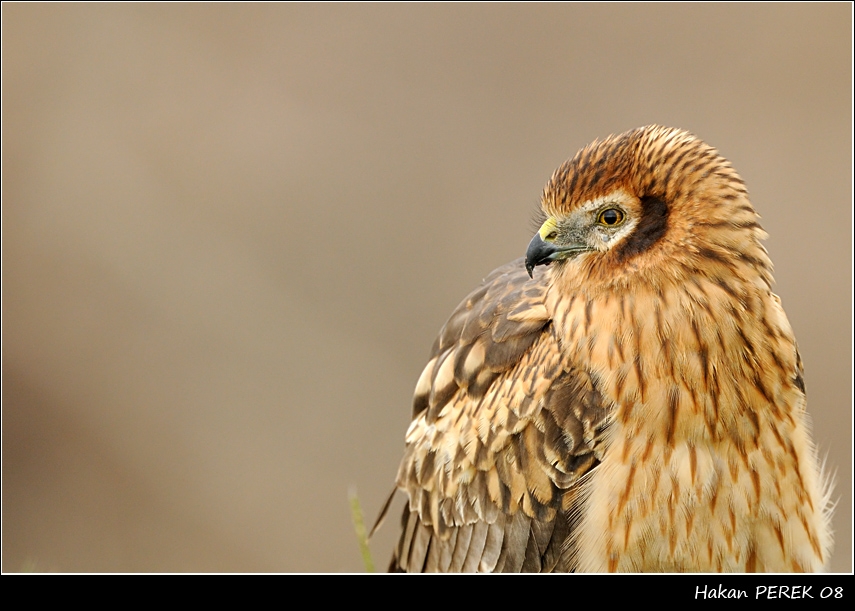 Montagu`s Harrier