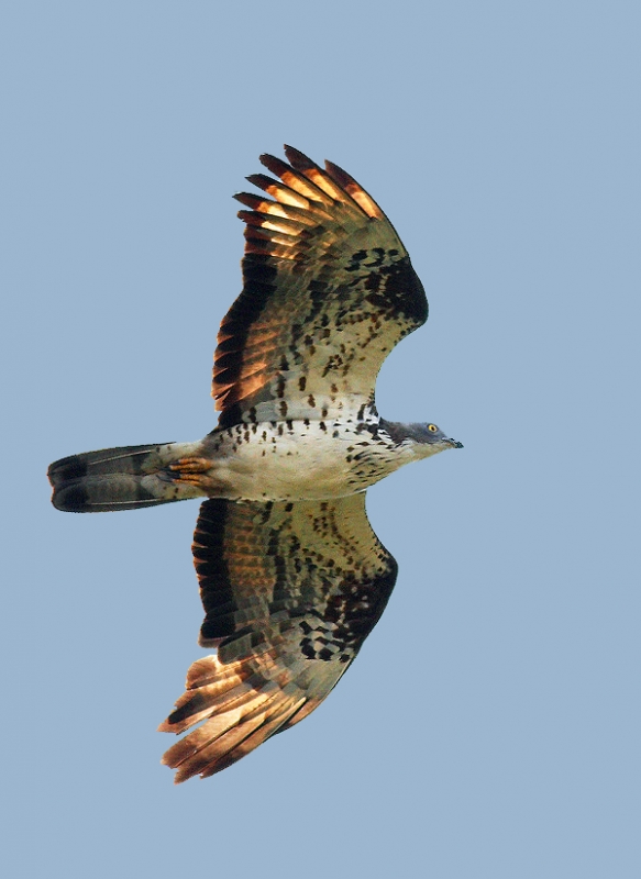 European Honey Buzzard