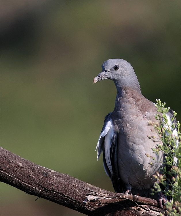 Common Wood Pigeon
