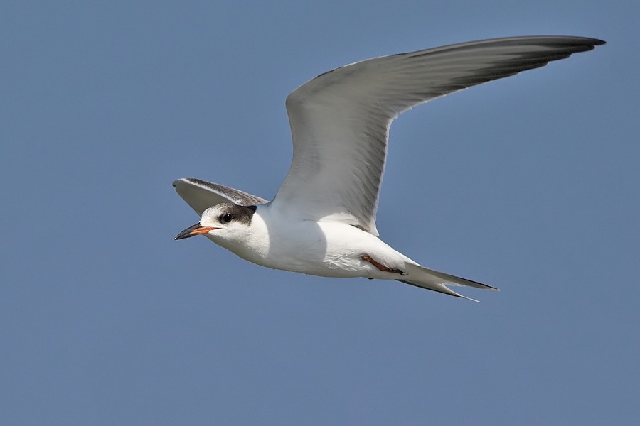 Common Tern