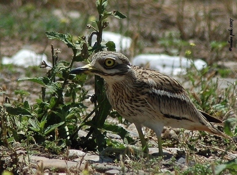 Eurasian Stone-curlew