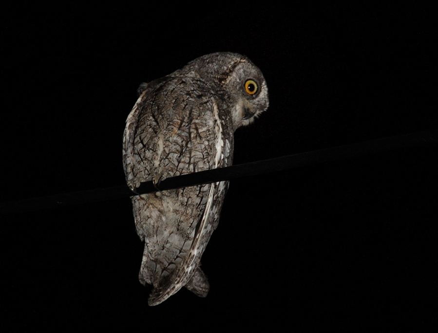 Eurasian Scops Owl