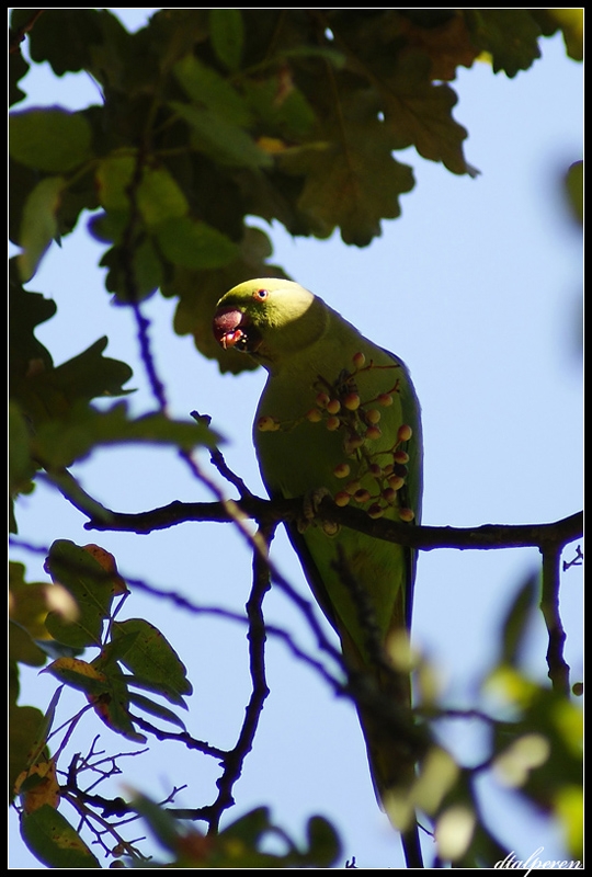 Rose-ringed Parakeet