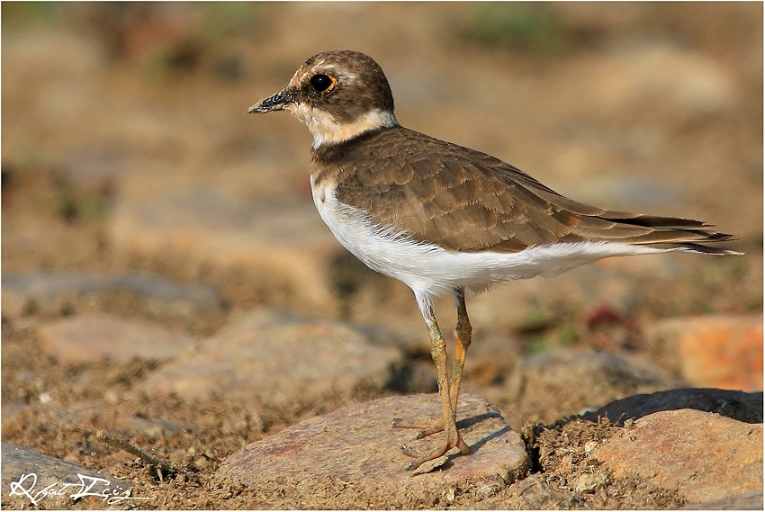 Common Ringed Plover