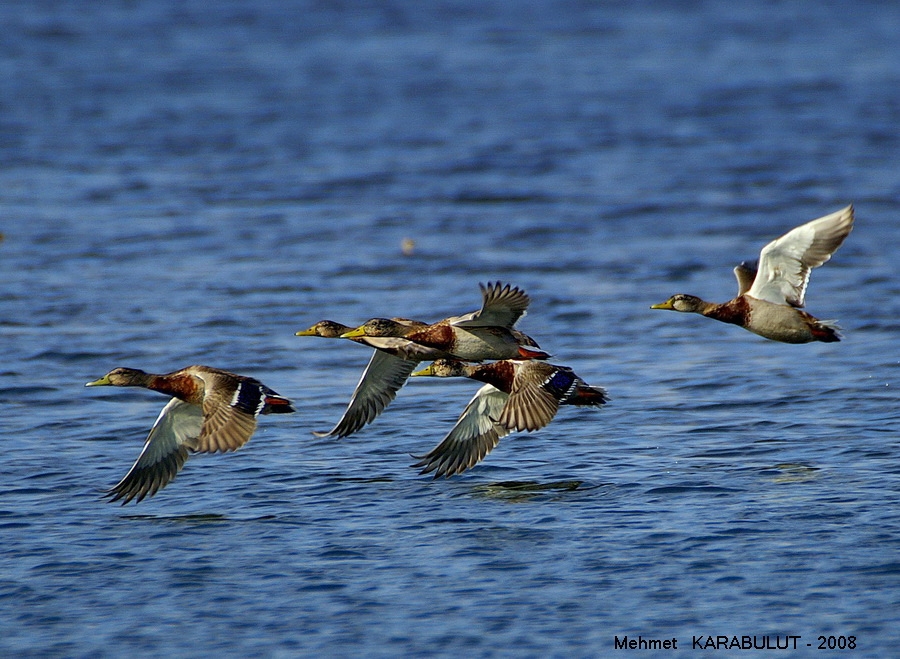 Mallard