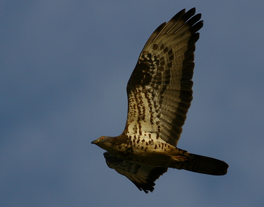 European Honey Buzzard