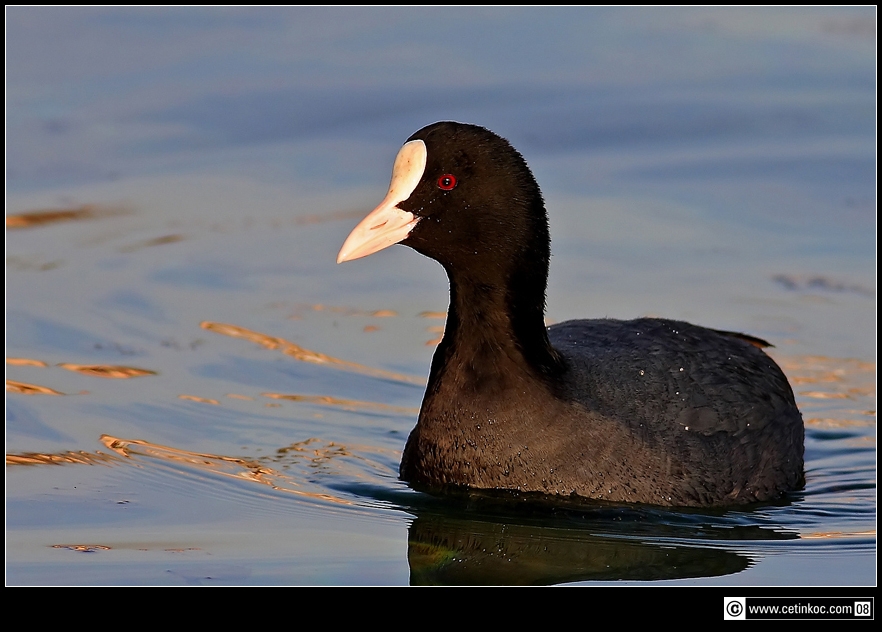 Eurasian Coot