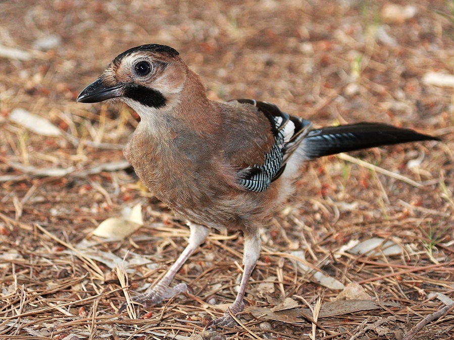Alakarga