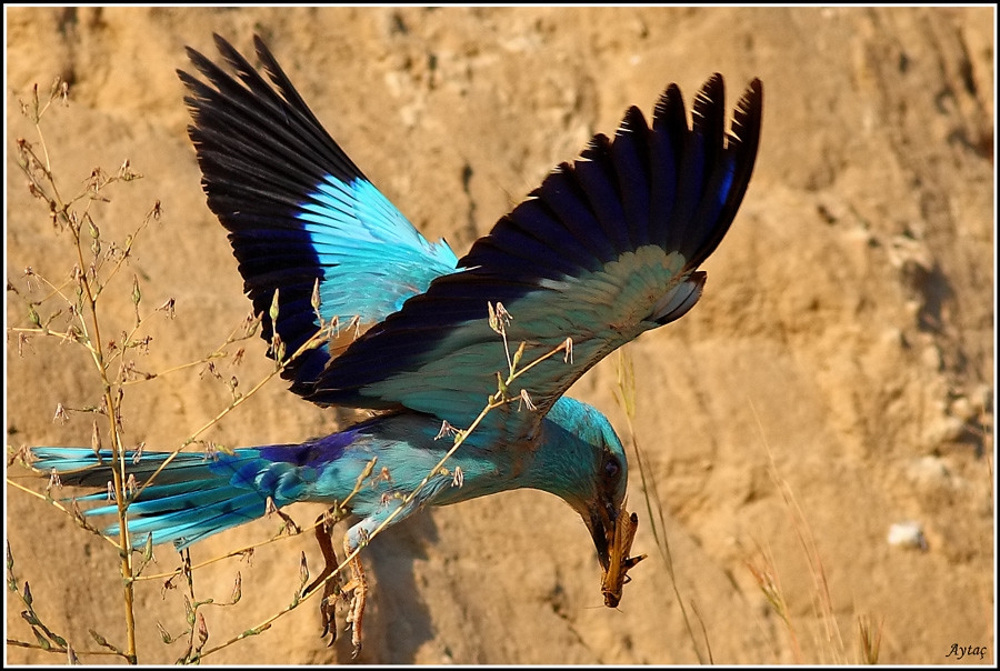 European Roller