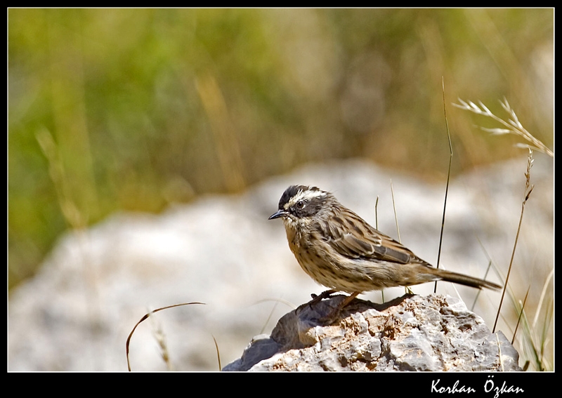 Radde`s Accentor