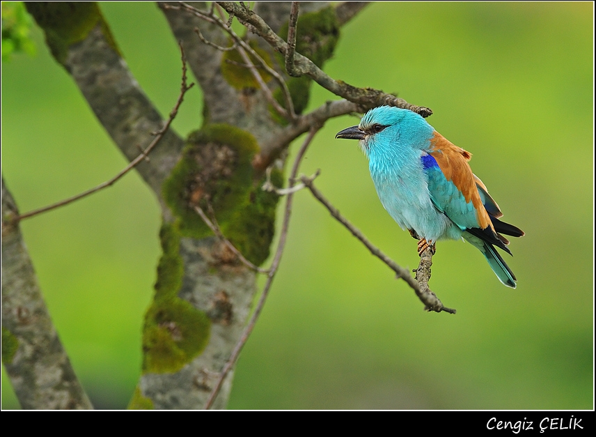 European Roller