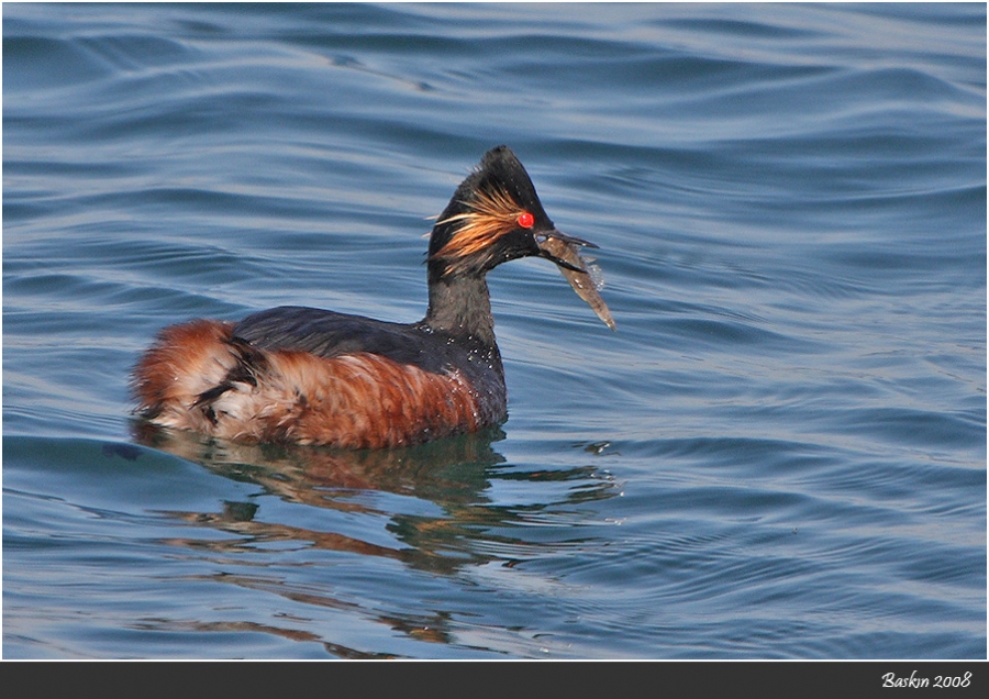 Black-necked Grebe