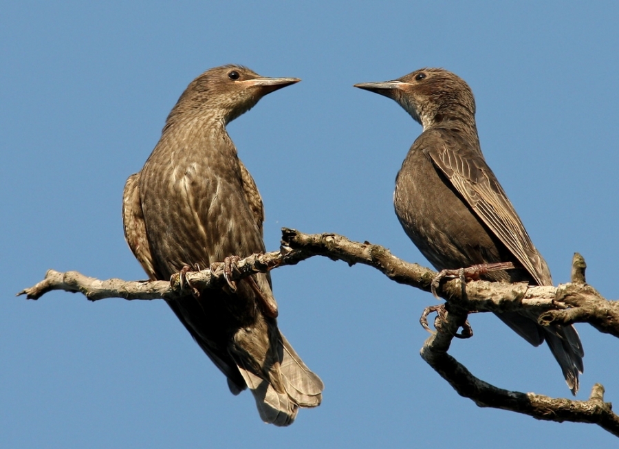 Common Starling