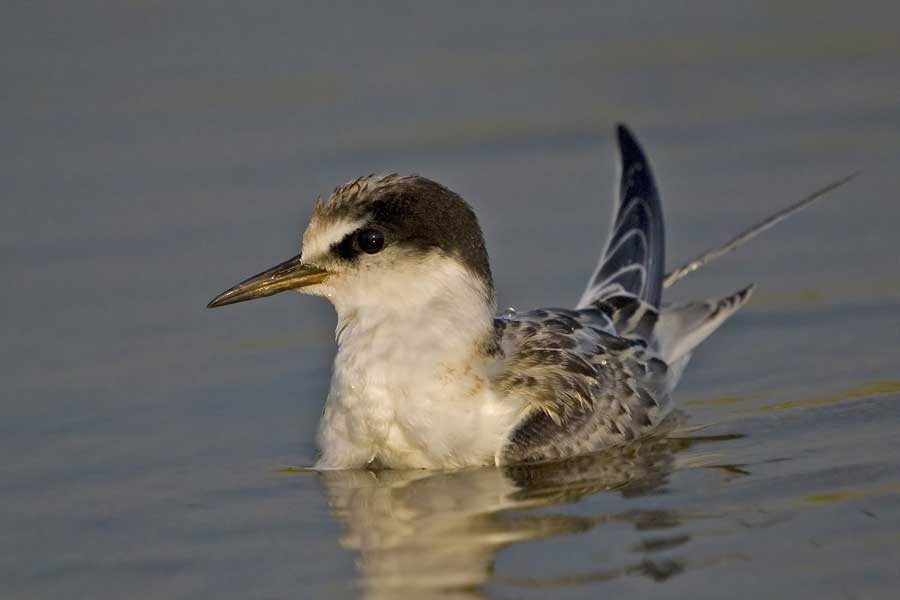 Little Tern