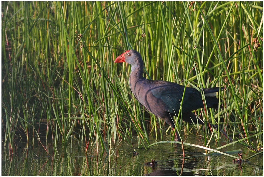 Grey-headed Swamphen