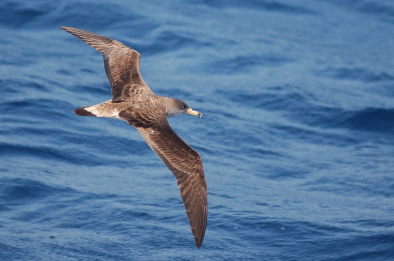 Scopoli`s Shearwater