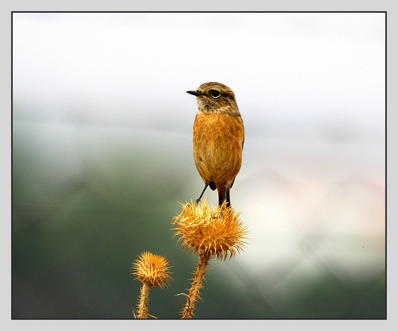 European Stonechat