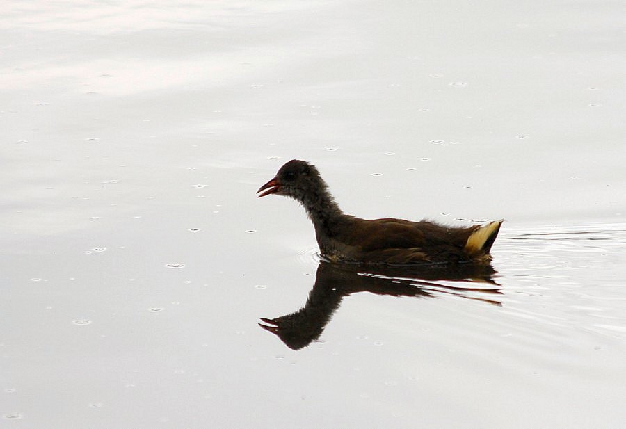 Common Moorhen