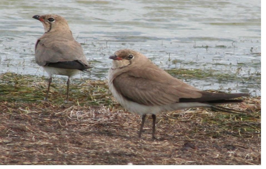 Collared Pratincole