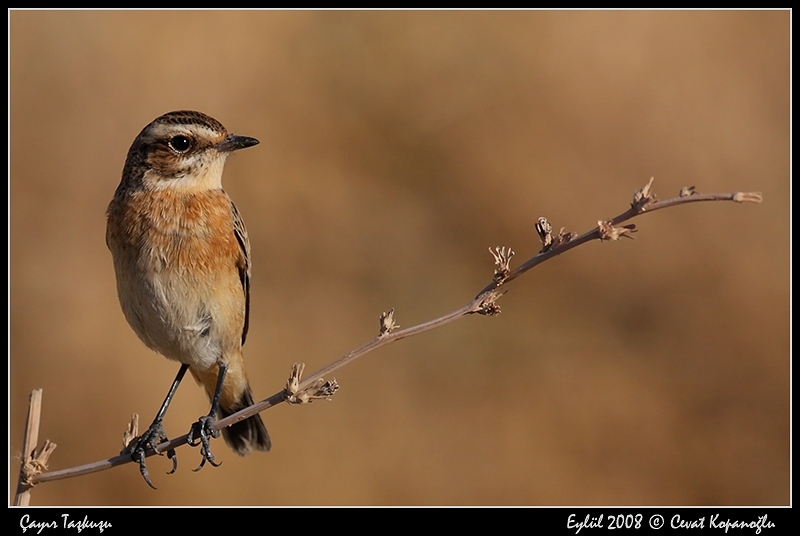 Whinchat