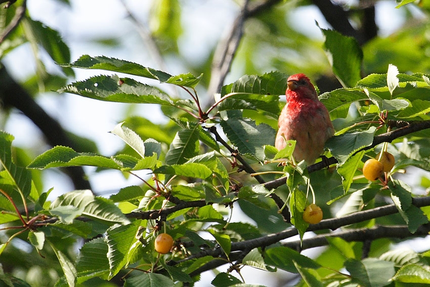 Common Rosefinch