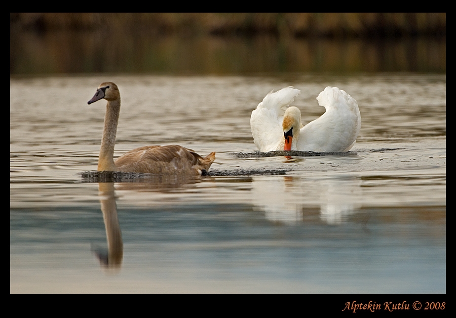 Mute Swan