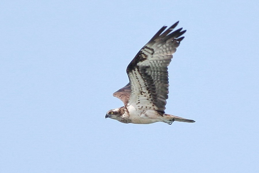 Osprey