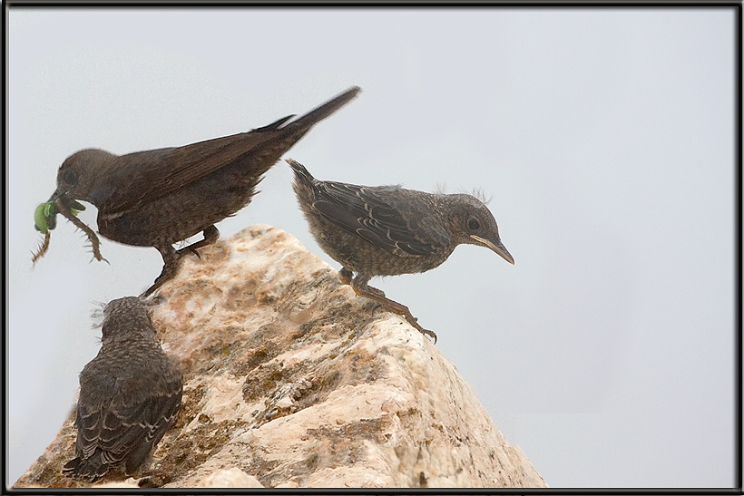 Common Blackbird