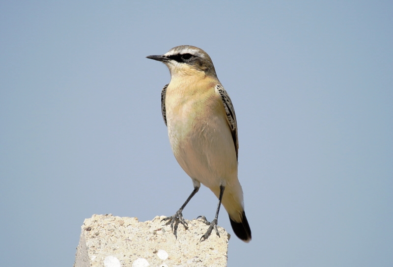 Northern Wheatear