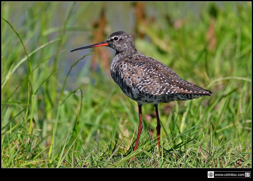 Spotted Redshank