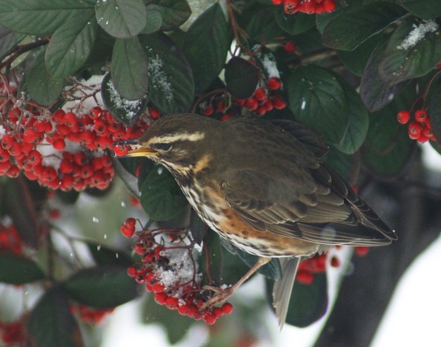 Redwing