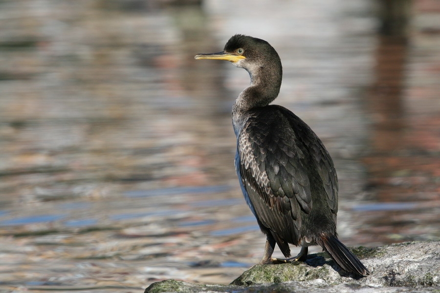 European Shag
