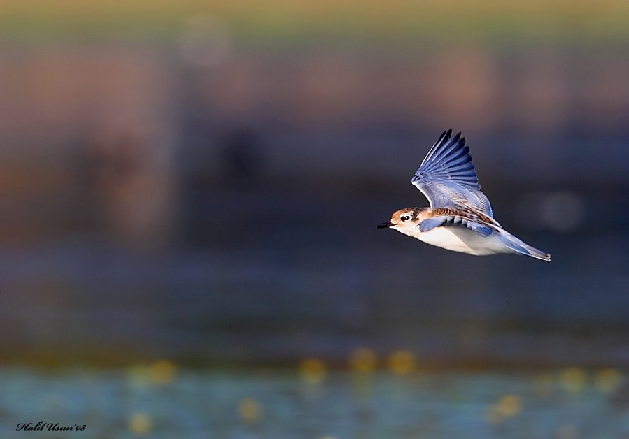 Whiskered Tern
