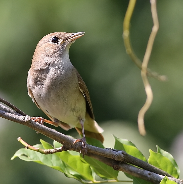 Common Nightingale