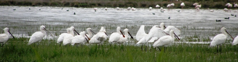 Eurasian Spoonbill
