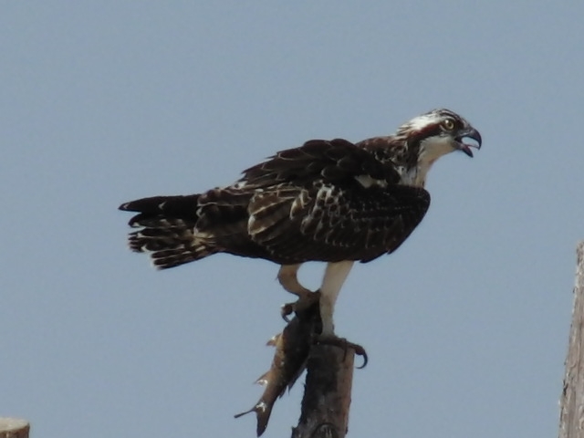 Osprey