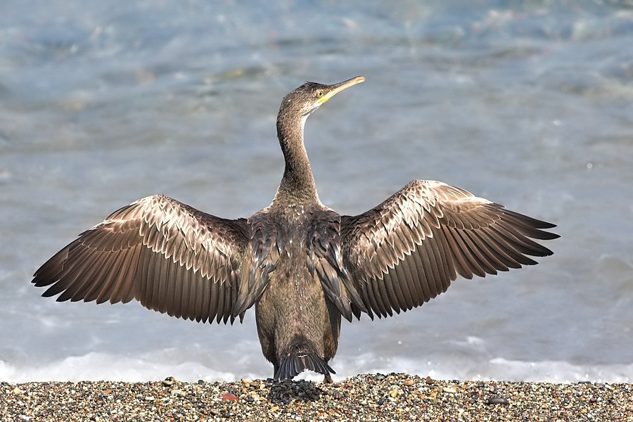 European Shag