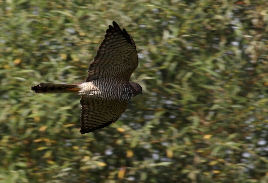 Levant Sparrowhawk