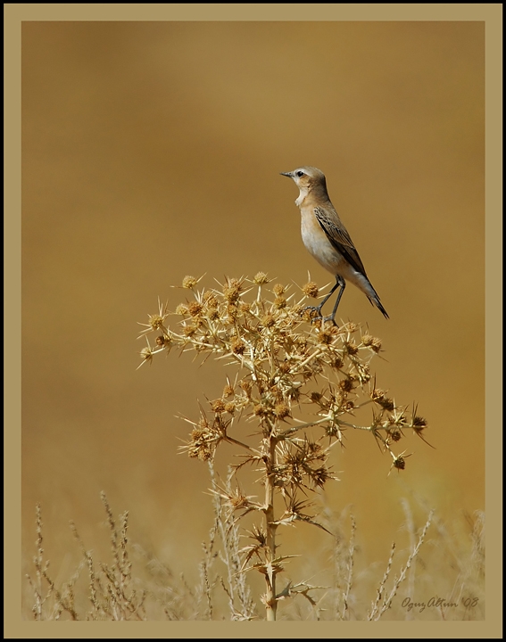 Isabelline Wheatear