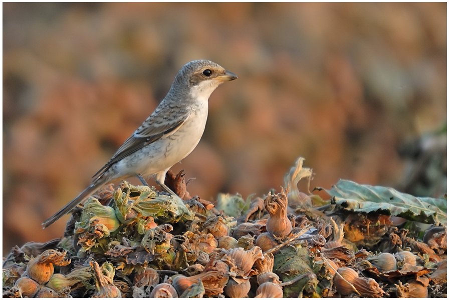 Woodchat Shrike