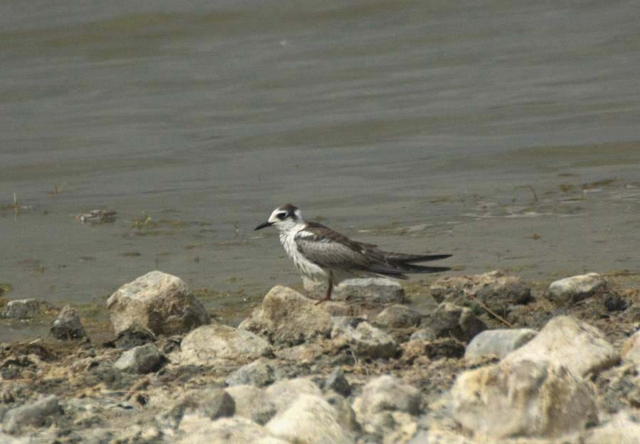 White-winged Tern