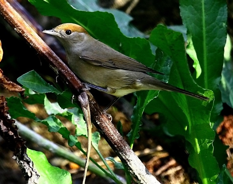 Eurasian Blackcap