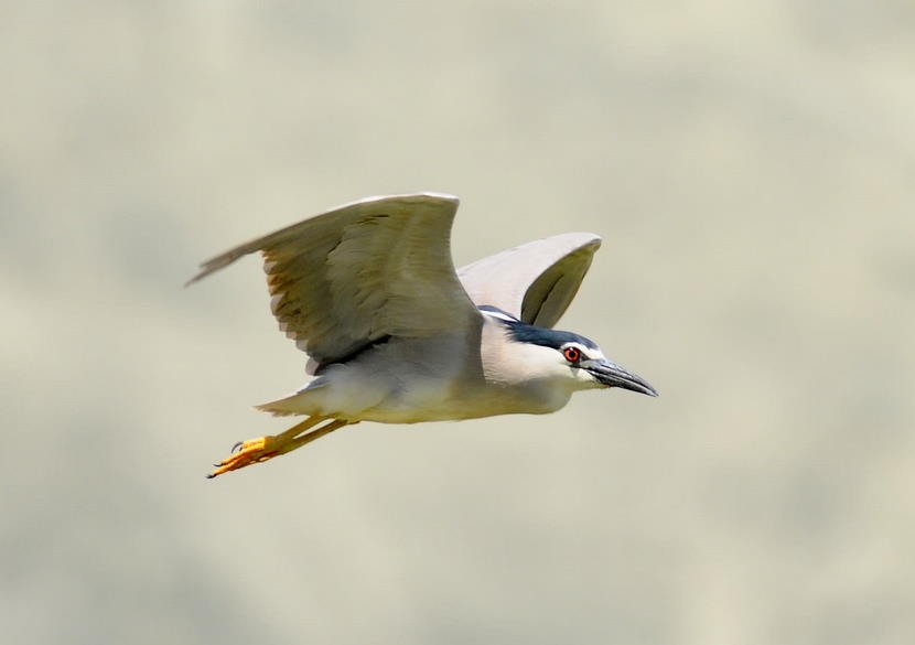 Black-crowned Night Heron