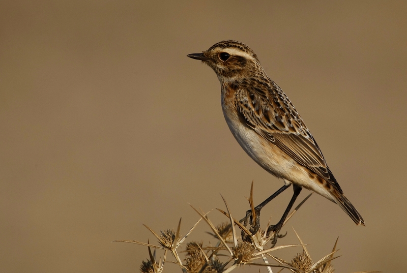 Whinchat