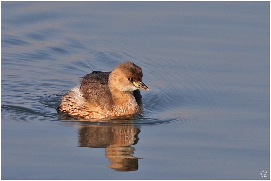 Little Grebe