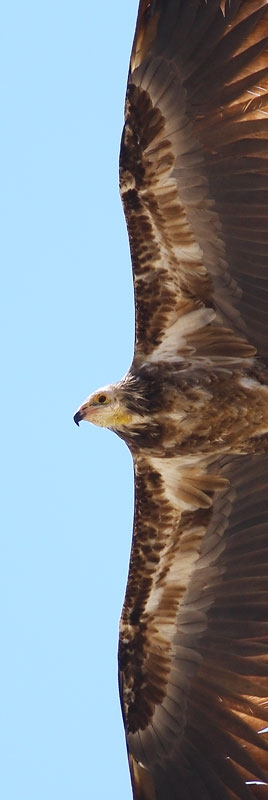 Egyptian Vulture