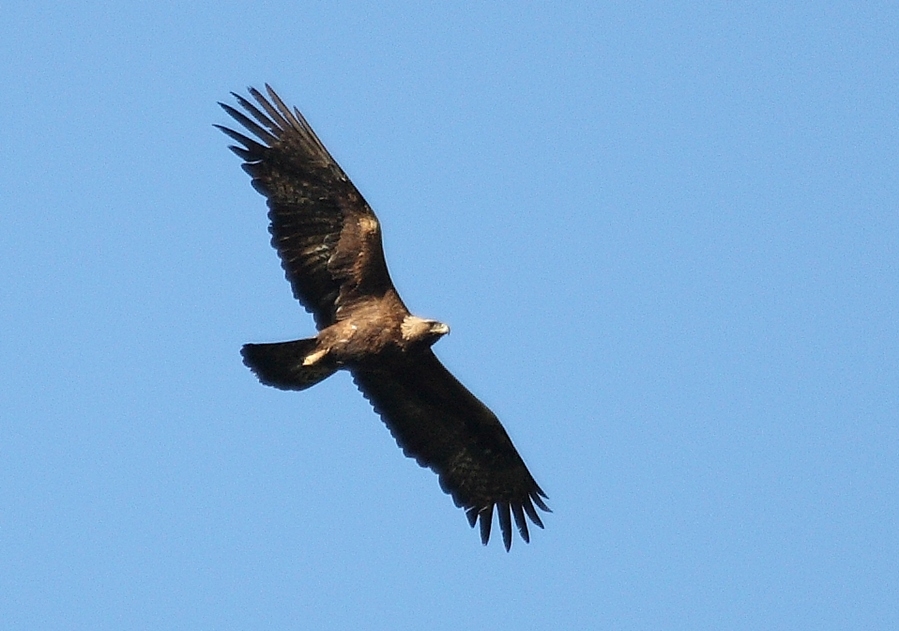 Golden Eagle