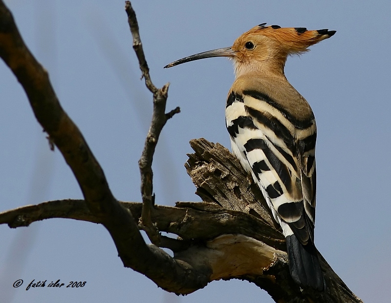 Common Hoopoe
