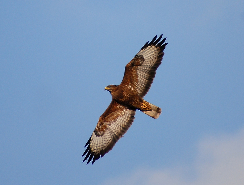 Common Buzzard